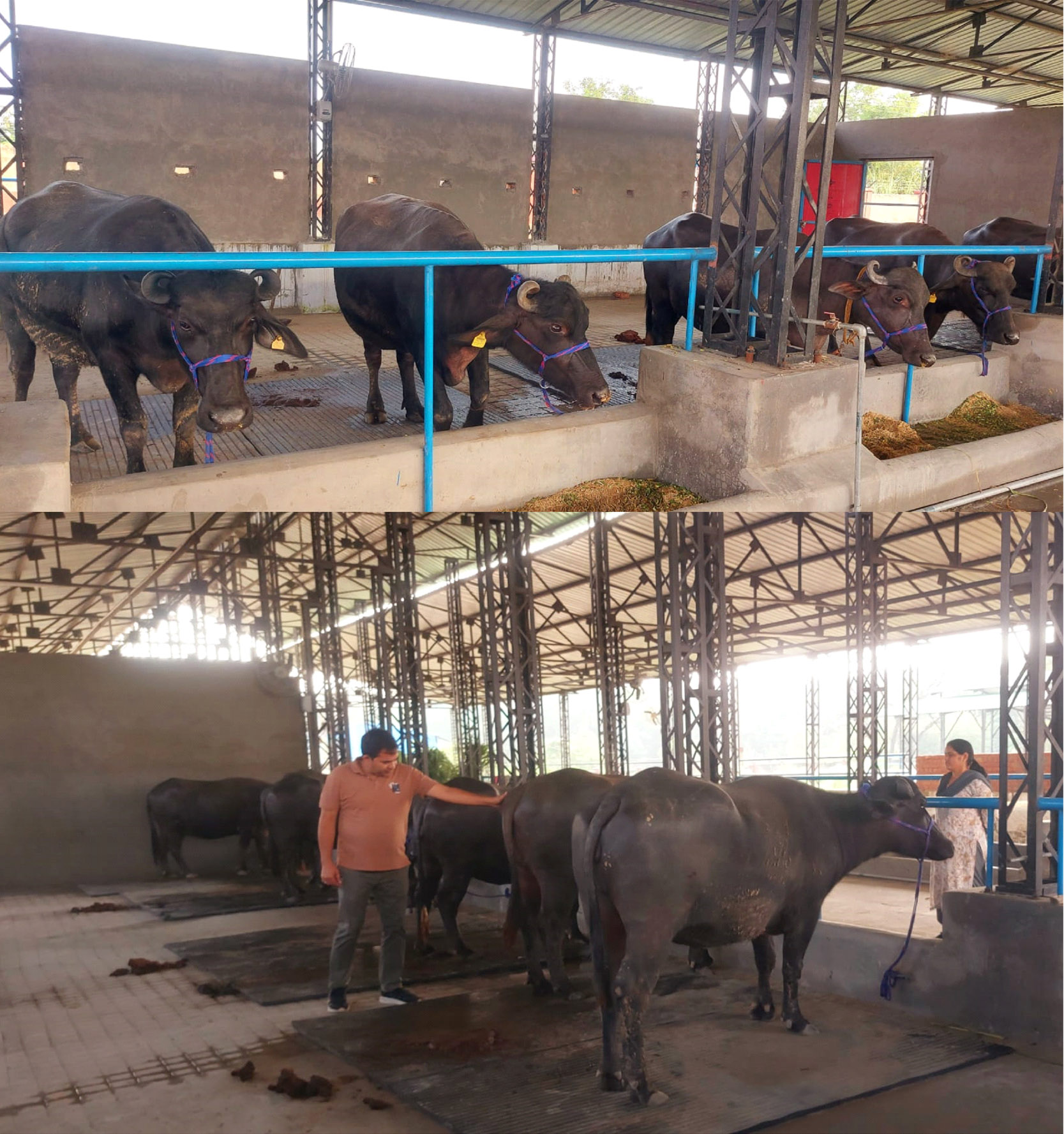 The state's first Murrah breeding dairy farm is located in Barnoh, Una. Nine purebred buffaloes have been brought in for initial operations.